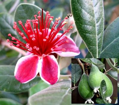 FEIJOA SELLOWIANA